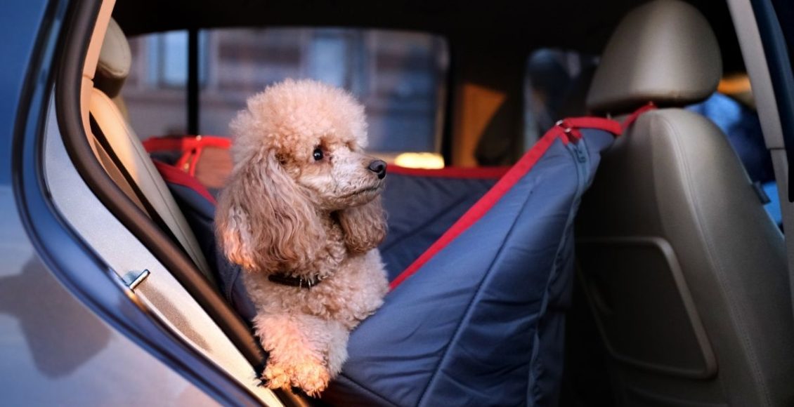 Você sabe como transportar o pet de forma correta no carro? Confira algumas dicas. Foto: Canva