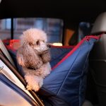 Você sabe como transportar o pet de forma correta no carro? Confira algumas dicas. Foto: Canva
